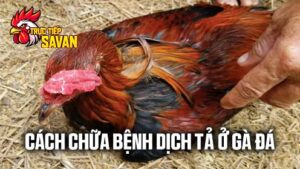 Bật Mí Cách Chữa Bệnh Dịch Tả Ở Gà Đá Cùng Trực Tiếp Savan