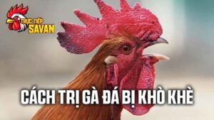 Bật mí cách trị gà đá bị khò khè