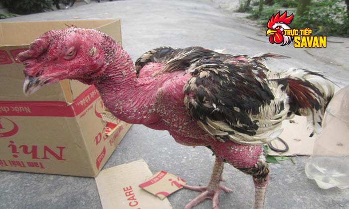 Các phương pháp chữa bệnh dịch tả ở gà đá hiệu quả Các phương pháp chữa bệnh dịch tả ở gà đá hiệu quả