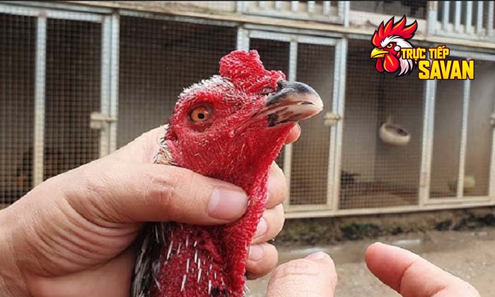 Cách điều trị gà bị kén mép đơn giản và hiệu quả nhất Cách điều trị gà bị kén mép đơn giản và hiệu quả nhất