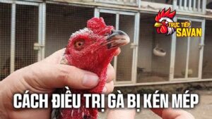Cách điều trị gà bị kén mép hiệu quả