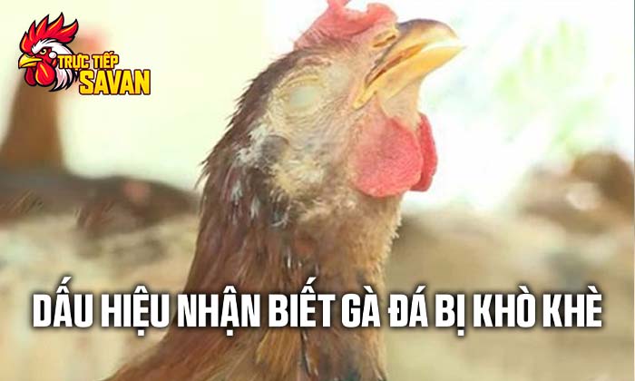 Dấu hiệu nhận biết gà đá bị khò khè