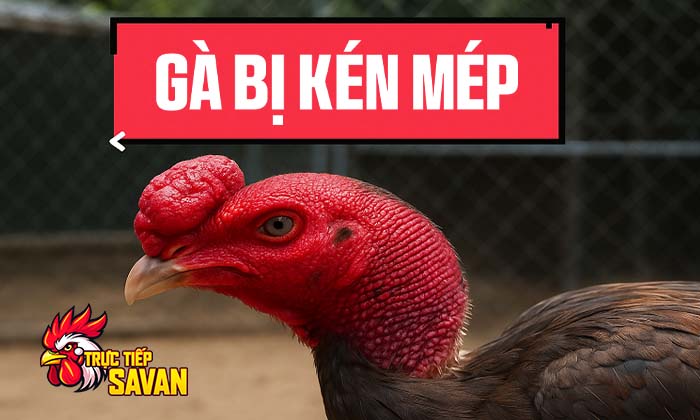Gà bị kén mép là bệnh gì Gà bị kén mép là bệnh gì