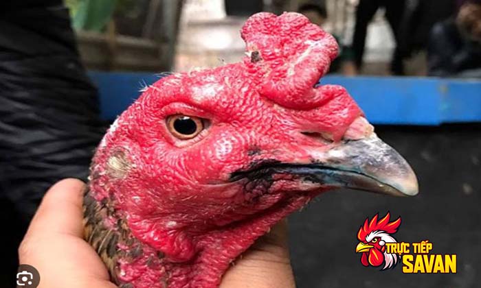 Nguyên nhân gà bị kén mép Nguyên nhân gà bị kén mép