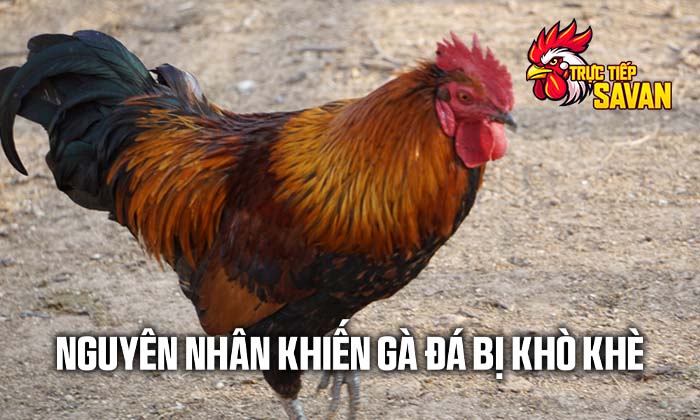 Nguyên nhân khiến gà đá bị khò khè