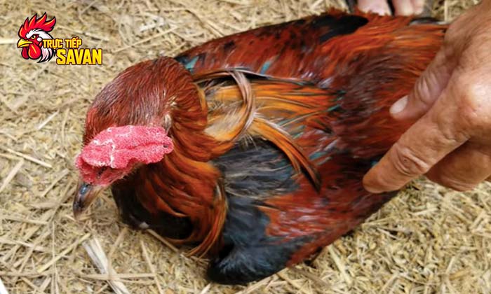 Tác hại nghiêm trọng của bệnh dịch tả ở gà đá Tác hại nghiêm trọng của bệnh dịch tả ở gà đá