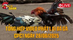 Tổng Hợp Video Phát Lại Đá Gà CPC1 Ngày 28-06-2025 của tructiepsavan