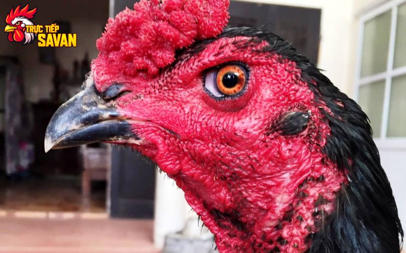 Loại mắt gà vàng đất đóm đen