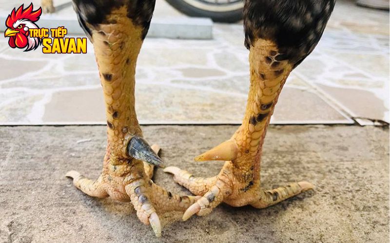 Gà Cựa Nhật Nguyệt - Chiến Kê Bất Bại