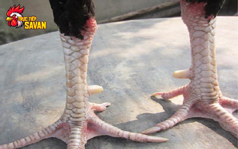 Vảy gà khai vương rất dễ nhận biết nhưng khá hiếm gặp