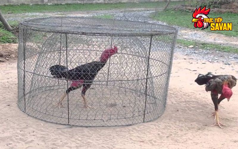 Tập luyện chạy lồng cho chiến kê