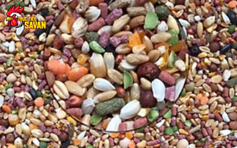 Gà vảy khai vương cần có chế độ dinh dưỡng đầy đủ