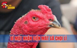 Bí Quyết Nhận Diện Mắt Gà Chọi Lì