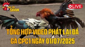 Tổng_Hợp_Video_Phát_Lại_Đá_Gà_CPC1_Ngày_01_07_2025_của_tructiepsavan