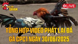 Tổng_Hợp_Video_Phát_Lại_Đá_Gà_CPC1_Ngày_30_06_2025_của_tructiepsavan