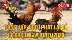 Tổng_Hợp_Video_Phát_Lại_Đá_Gà_CPC3_Ngày_01_07_2025_của_tructiepsavan