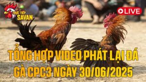Tổng_Hợp_Video_Phát_Lại_Đá_Gà_CPC3_Ngày_30_06_2025_của_tructiepsavan