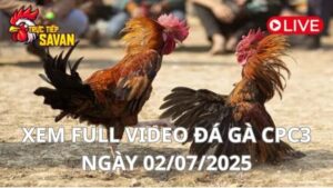 Xem lại video đá gà CPC3 ngày 02_07_2025 tại Trực Tiếp Savan