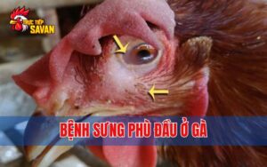 Bệnh Sưng Phù Đầu Ở Gà - Cách Điều Trị và Phòng Bệnh