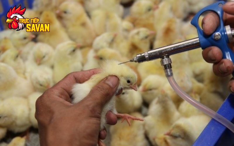 Biện pháp phòng bệnh sưng phù đầu