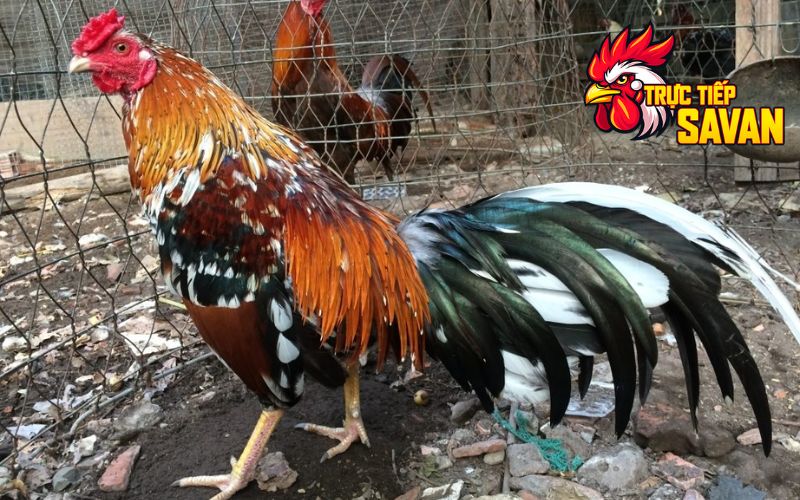 Cách chăm sóc lông gà đá