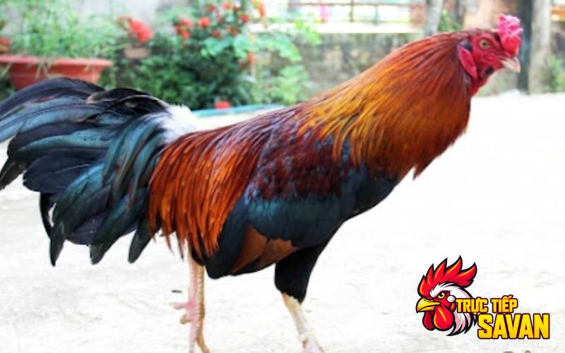 Những điều cần tránh khi chăm sóc lông gà