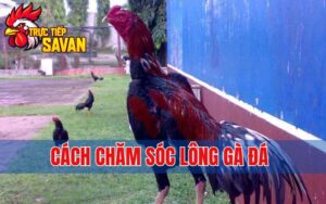 Cách Chăm Sóc Lông Gà Đá Luôn Bóng Mượt Và Dày