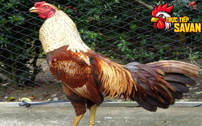 Cách chăm sóc lông gà đá luôn bóng mượt và dày
