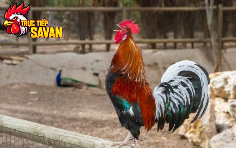 Nhận biết gà đá tới pin
