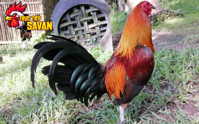 Chế độ dinh dưỡng cho gà đá tới pin