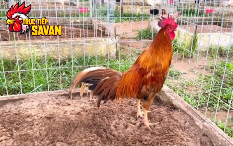 Chăm sóc cho gà đá tới pin