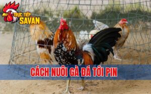 Cách Nuôi Gà Đá Tới Pin Nhanh, An Toàn Và Hiệu Quả Nhất