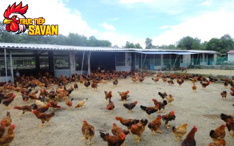 Cách chăm sóc gà mùa nắng nóng