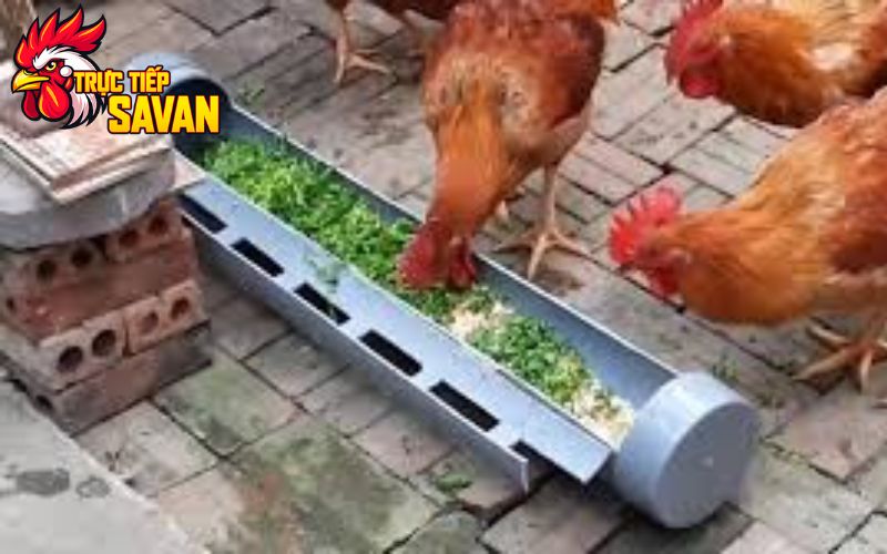 Chế độ ăn uống cho gà vào màu nóng