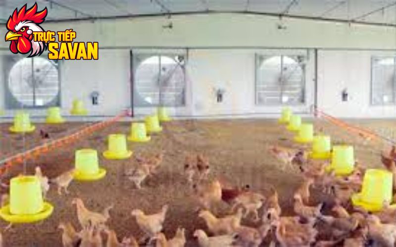 Làm mát chuồng trại đúng cách