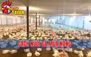 Những Cách Nuôi Gà Vào Mùa Nóng