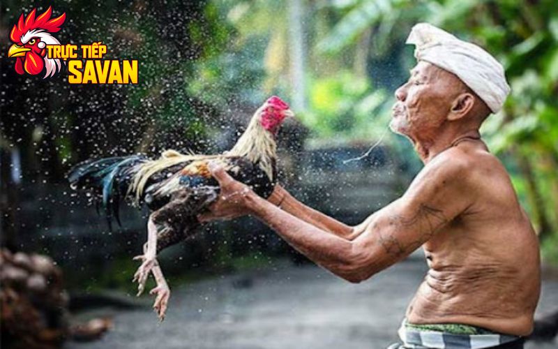 Những Lưu ý khi chăm sóc gà đá vào mùa nóng