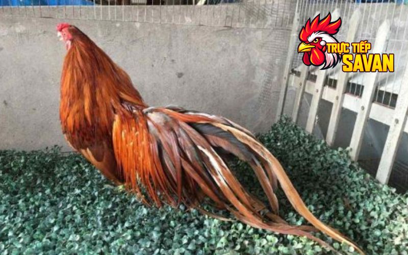 Phân loại màu lông gà phổ biến