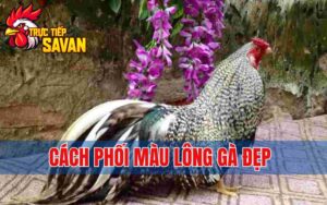 Cách Phối Màu Lông Gà Đẹp – Giúp Tạo Dáng Ngoại Hình Nổi Bật