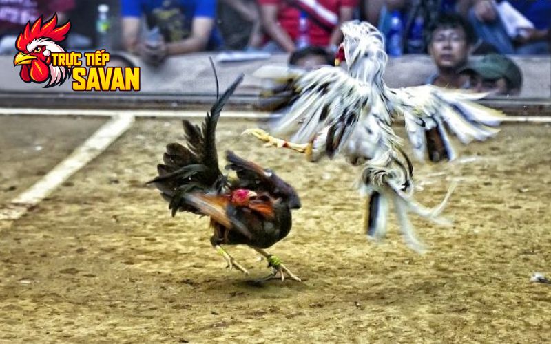 Gà chọi Thái có nên nuôi không? Có phù hợp đá trường Việt?
