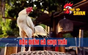 Đặc Điểm Gà Chọi Thái: Ngoại Hình, Tính Cách và Khả Năng Đá Đỉnh Cao