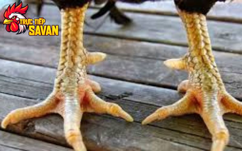Nhận dạng gà 3 hàng vảy