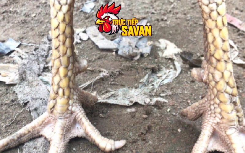 Gà 3 hàng vảy có đá hay không
