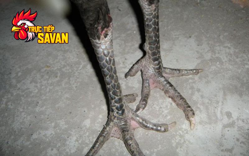 Đánh giá chung về gà 3 hàng vảy