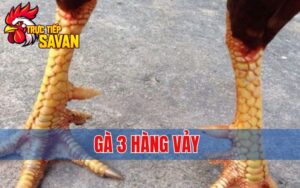 Gà 3 Hàng Vảy - Tướng Vảy Hiếm Gặp Trong Giới Gà Đá