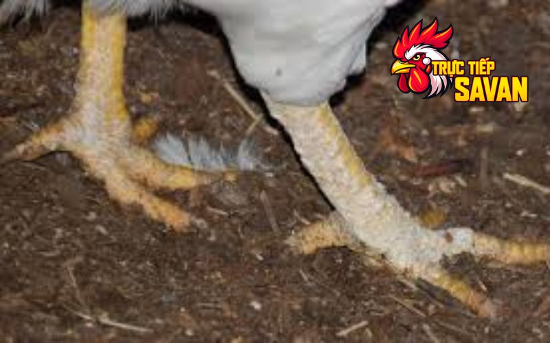 Nhận dạng gà bị nấm vảy chân
