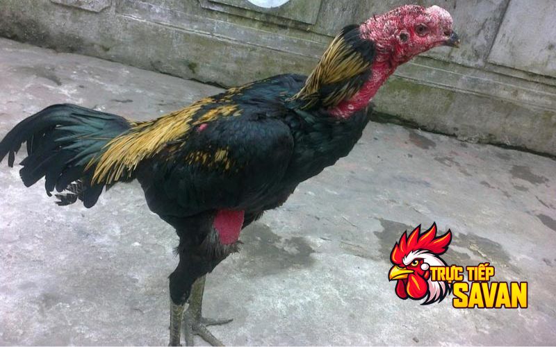 Mẹo dân gian trị gà bị nấm vảy chân