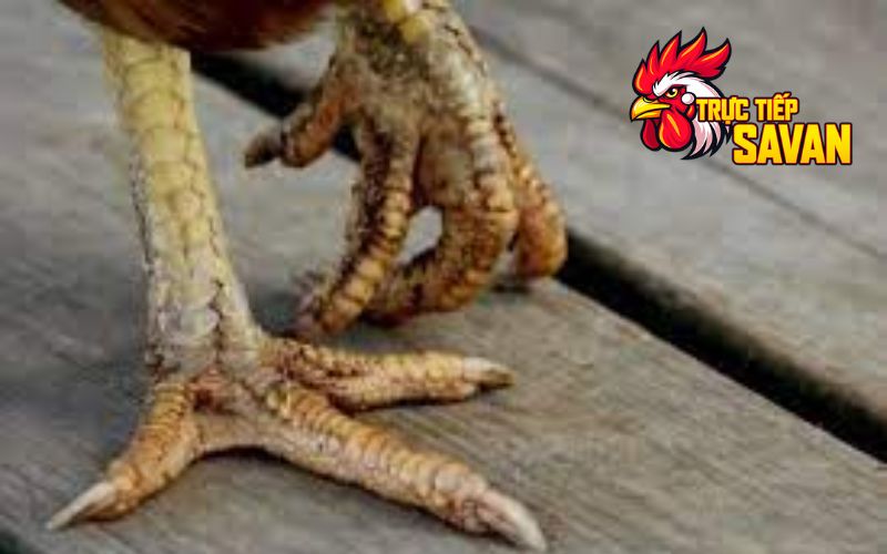 Cách trị gà bị nấm vảy chân