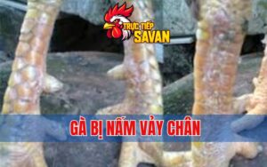 Gà Bị Nấm Vảy Chân - Nguyên Nhân Và Cách Điều Trị Hiệu Quả