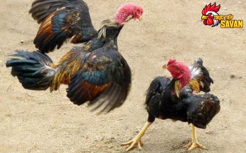 Linh kê được đánh giá cao về khả năng chiến đấu